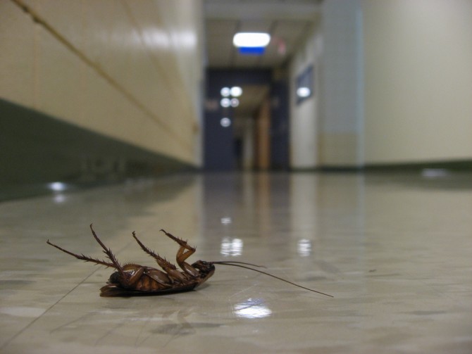 deadcockroach deadcockroach